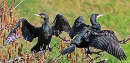 Pareja de cormoranes secando las alas al sol en el río Ter.