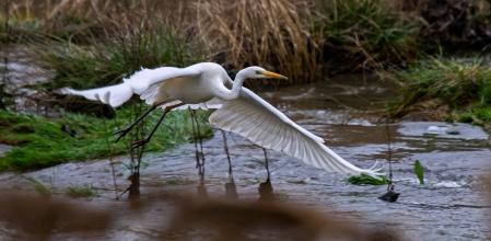 Garza blanca en el Ter.