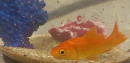 El pez fue testigo de un aluvión de comida