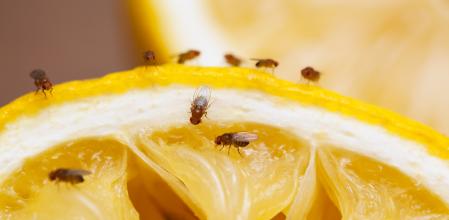 Mosquitas en una naranja