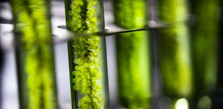Biocombustible de algas