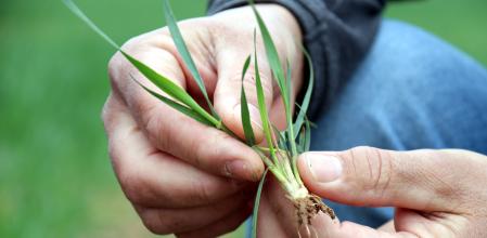 Imagen de la raíz de una planta de trigo en un campo de Bages amenazada por la sequía.