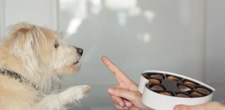 Perro pidiendo chocolate