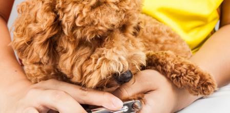 Cortando uñas a un perro
