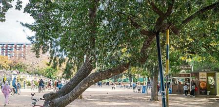 Reportaje sobre arboles catalogados del Ayuntamiento de Barcelona. 17 de febrero de 2022. Joan Mateu Parra / Shooting