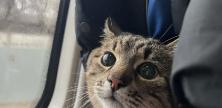 El gato y su dueña han conseguido llegar hasta Francia