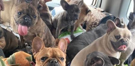 Esta ucraniana tiene 50 perros