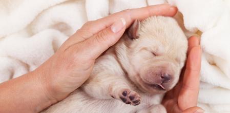 Hay que proporcionarles una cama blanda