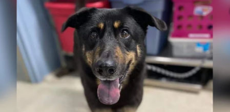 Stanly County Animal Protective