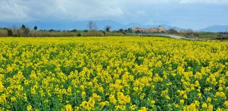 Campo de colza primaveral en El Far d'Empordà.