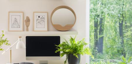 Un helecho decorando una habitación