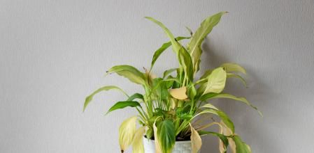 Planta con hojas secas