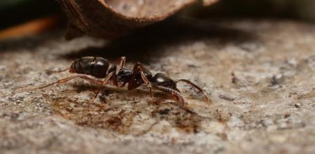La 'B.chinensis' tiene su distribución natural en regiones costeras de China continental, Taiwán, la península de Corea y Japón  .
