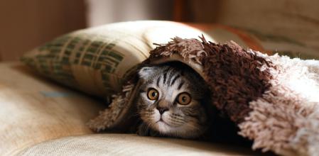 Un gato se esconde bajo una manta