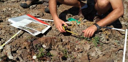 Un investigador analizando una población de sésli en Parc Natural del Cap de Creus