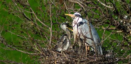 Nido de garza en el Ter.