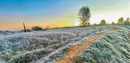 HELADAS EN COLLSEROLA POR LAS BAJAS TEMPERATURAS DE LA NOCHE. AMANECER EN UNA ZONA DE CULTIVO CERCANA A LA ZONA DE TORRE NEGRA EN SANT CUGAT