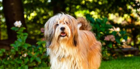 Terrier Tibetano