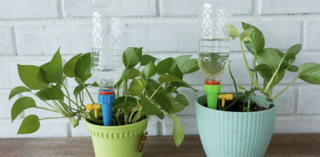 Estacas de riego con botella.