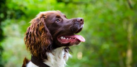 Springer Spaniel