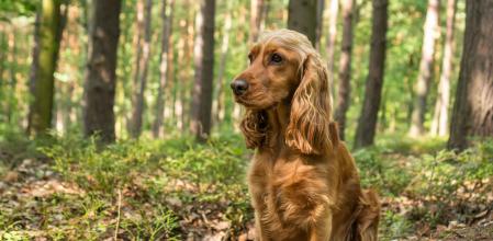 Cocker Spaniel
