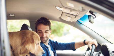Perro en el asiento de atrás del coche
