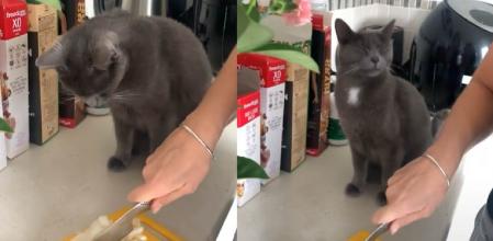 La adorable reacción de un gato rompiendo a llorar mientras su dueña corta cebolla