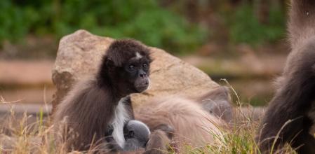 Perla con sun cría, nacida hace unos días en el Zoo de Barcelona
