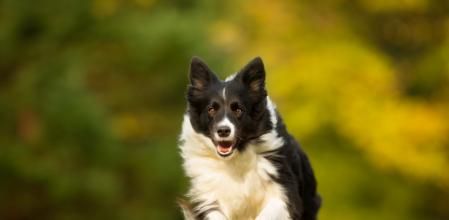 Border collie