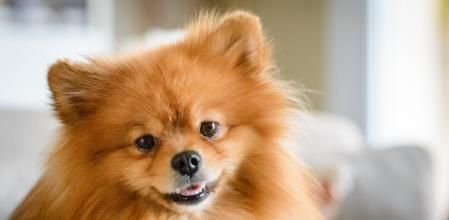 Pomeranian