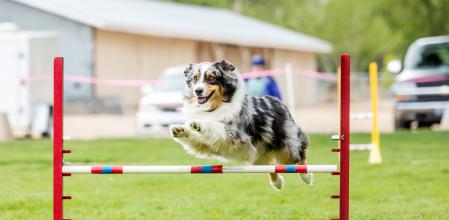 Perro en una competición de agility