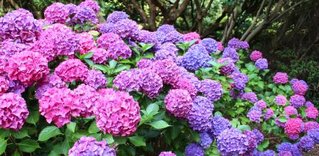 Hortensias de varios colores