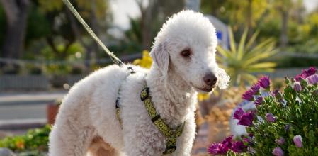 Terrier de Bedlington