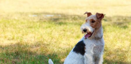 Fox Terrier