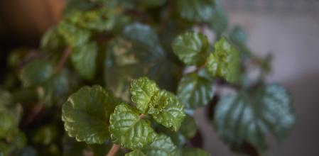 Plectranthus o planta del dinero
