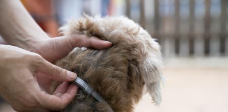 Collar antiparasitario para perro