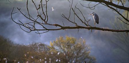 Paisaje de brumas en el Meandre del Despujol.