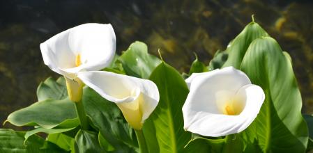 Calas o lirios de agua