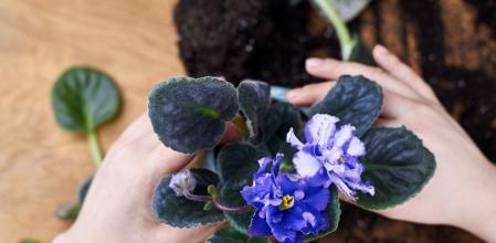 Trasplantando una violeta a otra maceta