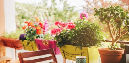 Unas plantas lucen en una terraza