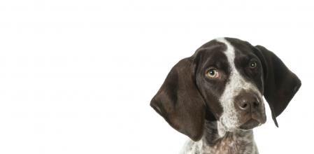 Braco alemán de pelo corto