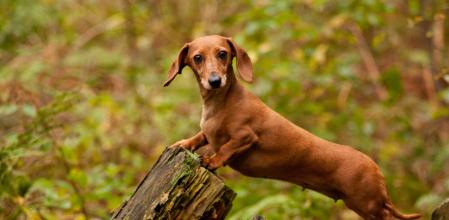 Dachshund