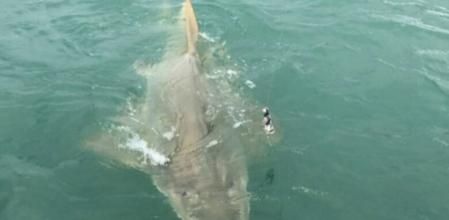 Las tensas imágenes de la pelea entre un pez sierra de cuatro metros y un turista que estaba pescando