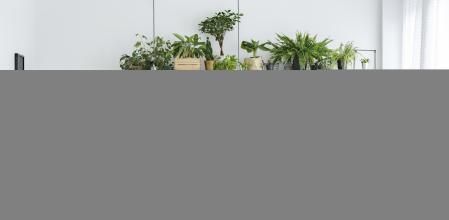 Las plantas ayudan a purificar el ambiente