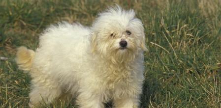 Bichón Boloñés