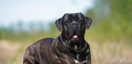 Cane Corso