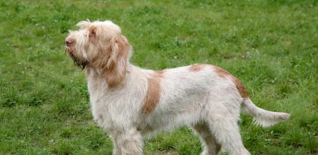 Spinone Italiano