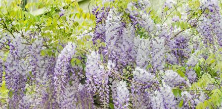 Glicina: cuidados y propiedades de una planta ornamental que crea escenarios únicos&nbsp;