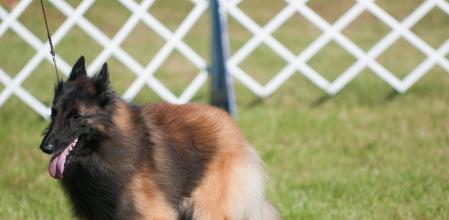 Pastor Belga Tervuren