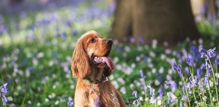 Perro de aguas de Bretaña
